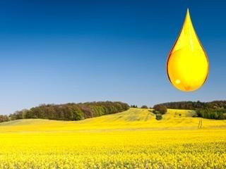 Sprzedam olej rzepakowy