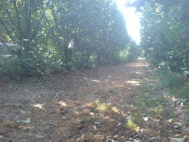 orzechy laskowe