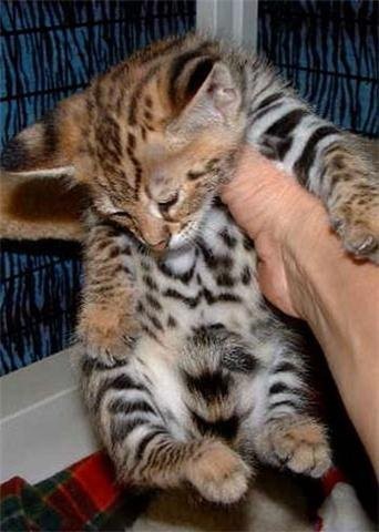 Savannah, Servals, Ocelot, Karakal i Cheetah Kocię