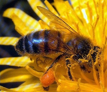 SPRZEDAM 10 ULI WRAZ Z PSZCZOŁAMI
