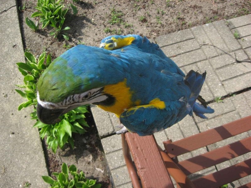 Blau und Gold Ara für Annahme. — zdjęcie 2
