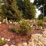 Projektowanie , zakładanie i pielęgnacja ogrodów — zdjęcie 3