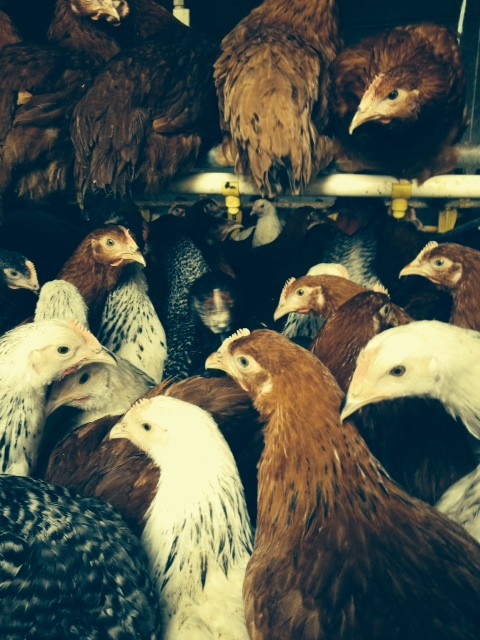kury,kokoszki, kurki młode, nioski — zdjęcie 2