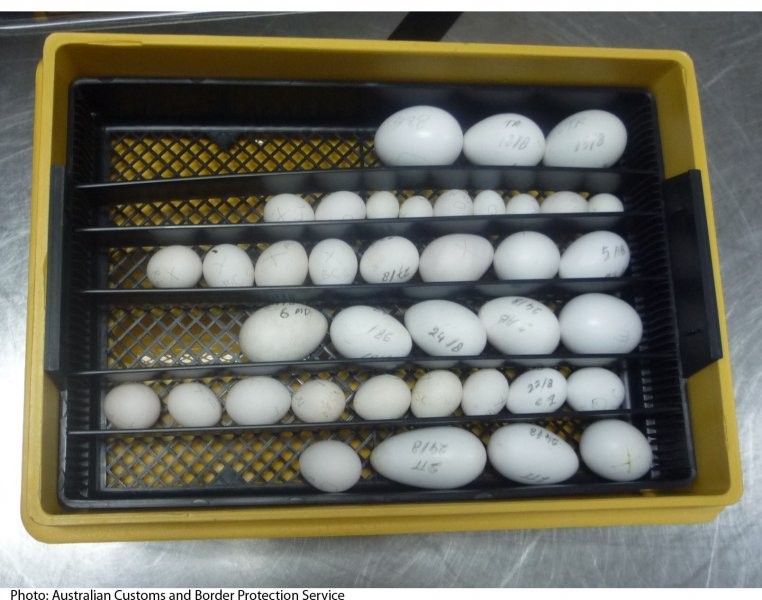 100% fruchtbaren Papagei Eier und V?gel zum Verkau