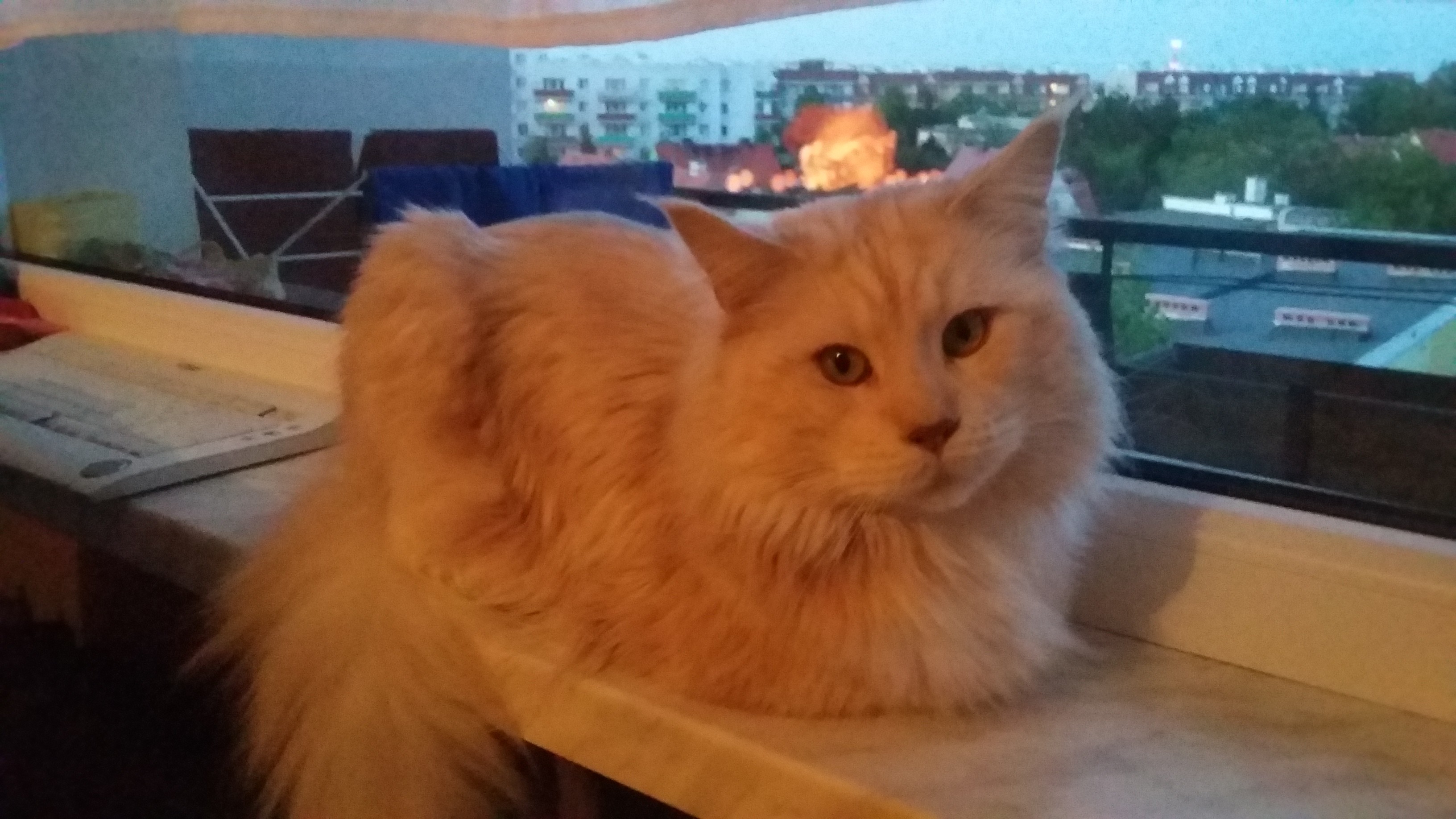 maine coon reproduktor