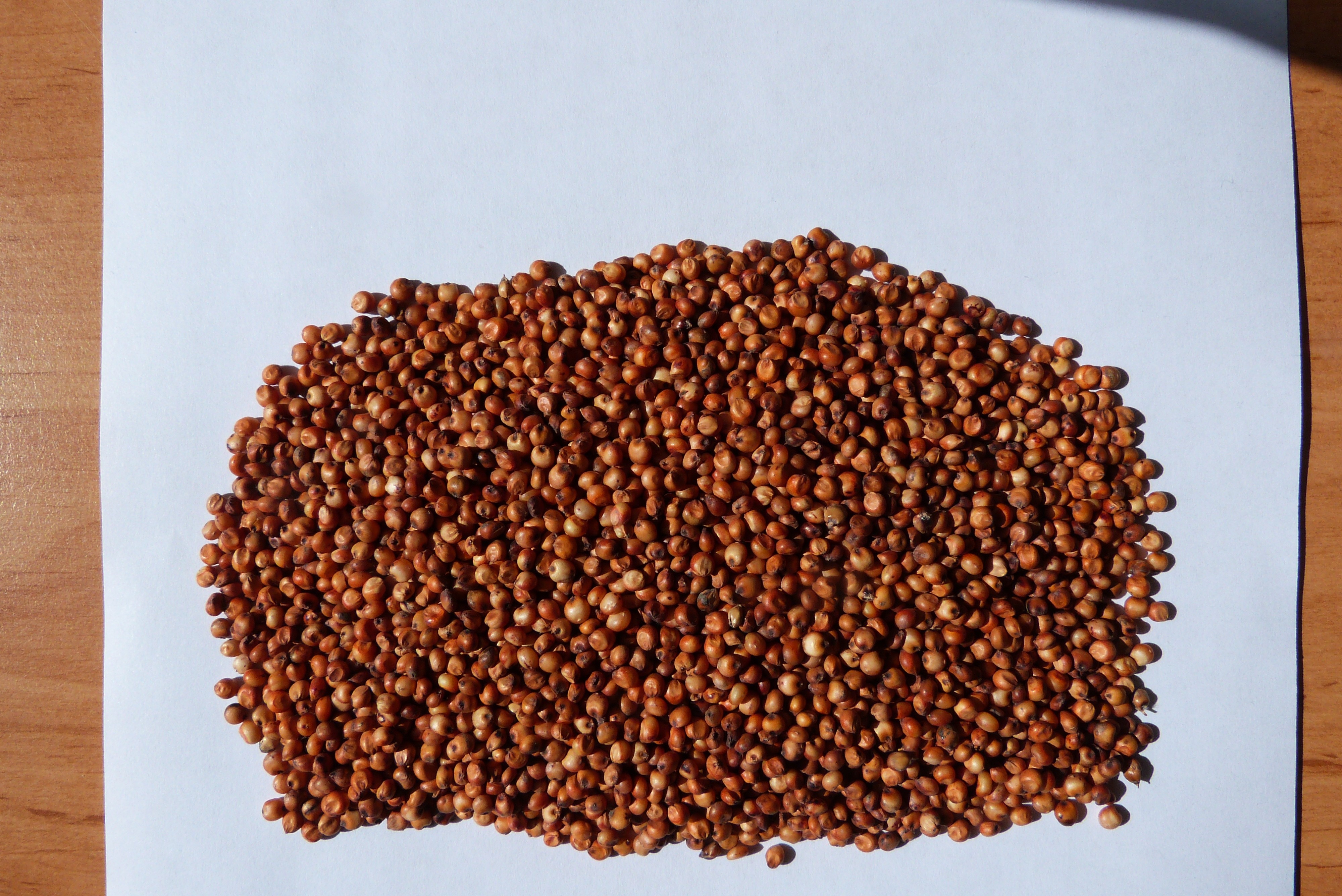 Sprzedam sorgo białe, sorgo czerwony — zdjęcie 2