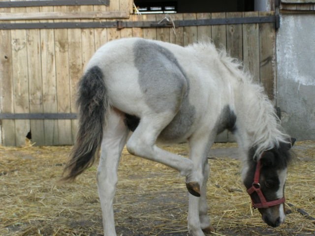 kuck ogierek 950 zł — zdjęcie 3