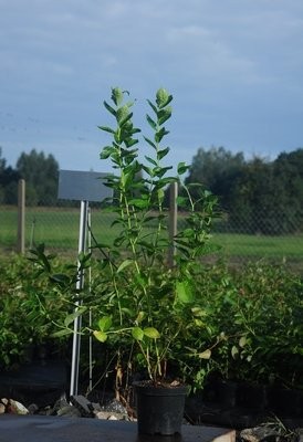 Sprzedam SADZONKI BORÓWKI amerykańskiej