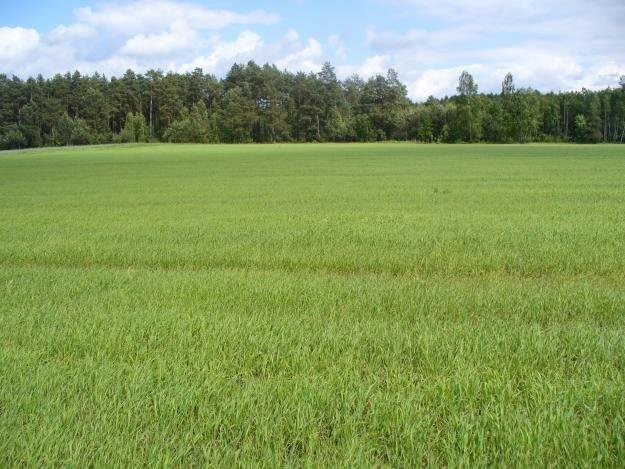 Ziemia orna 115 hektarów , uprawiane