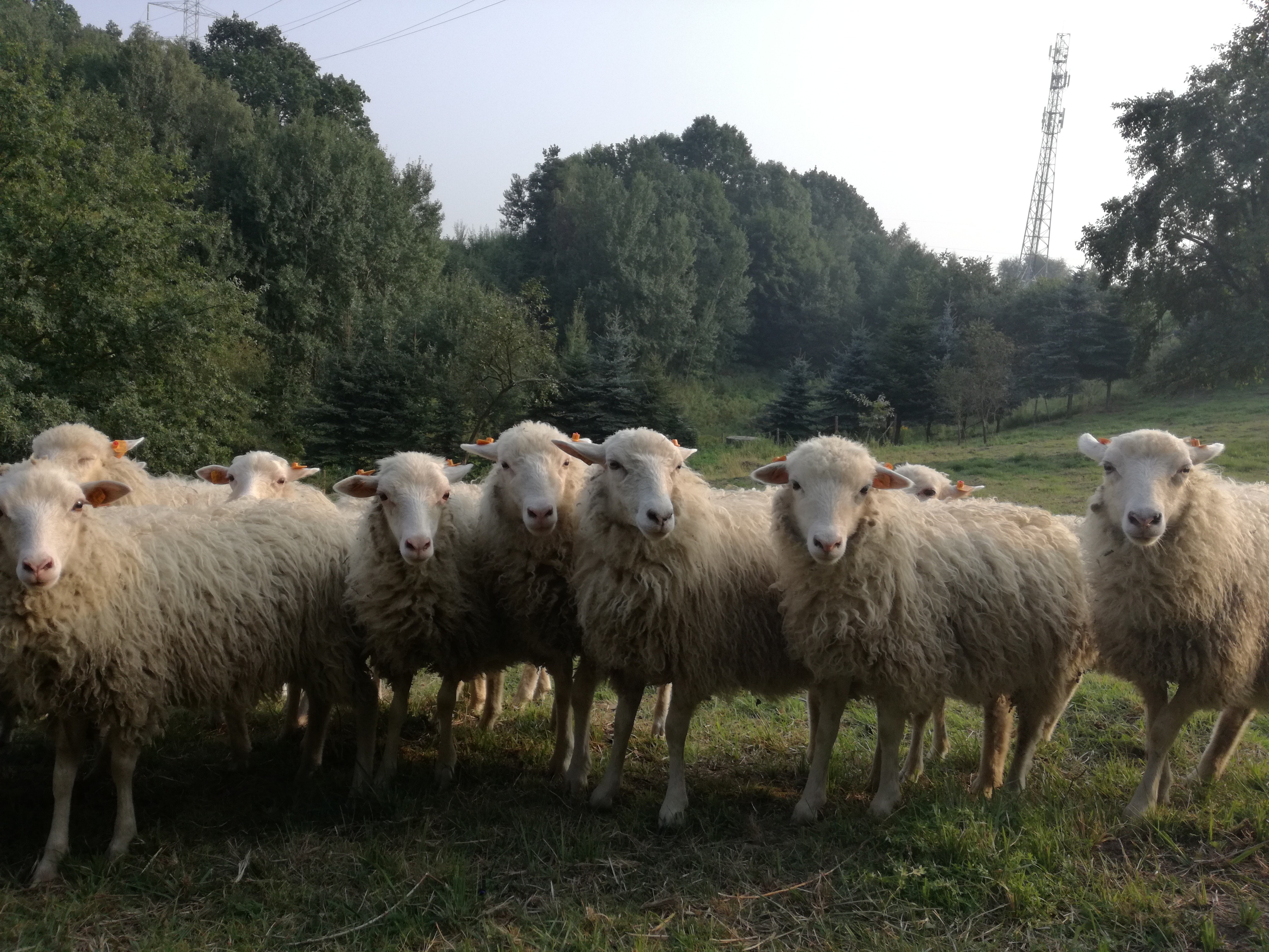 Świniarka - rasa zachowawcza  - 1,5 roczne maciorki — zdjęcie 7
