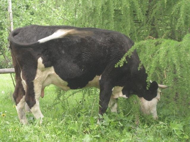 Sprzedam krowę. Rabka-Zdrój
