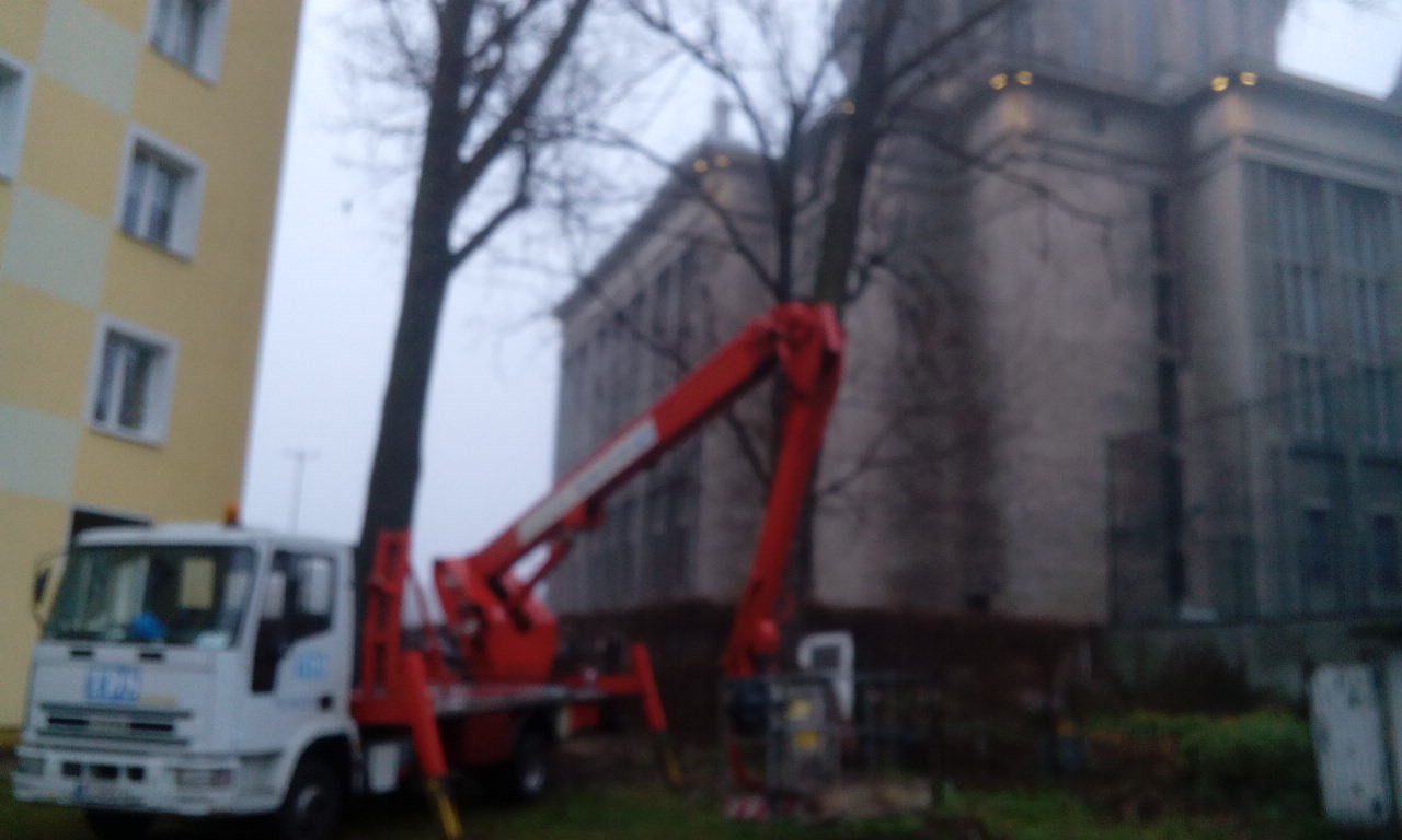 Wycinka drzew - Sprzątanie terenu - Koszenie - wyburzenia — zdjęcie 2