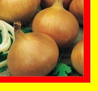SPRZEDAM CEBULĘ ZIMUJĄCĄ SUCHA ŁUSKA CEBULA ZIMÓWKA