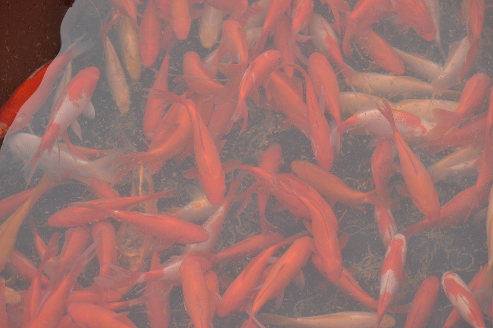 Węgorz, karp, amur, tołpyga i inne Narybek,kroczek — zdjęcie 5