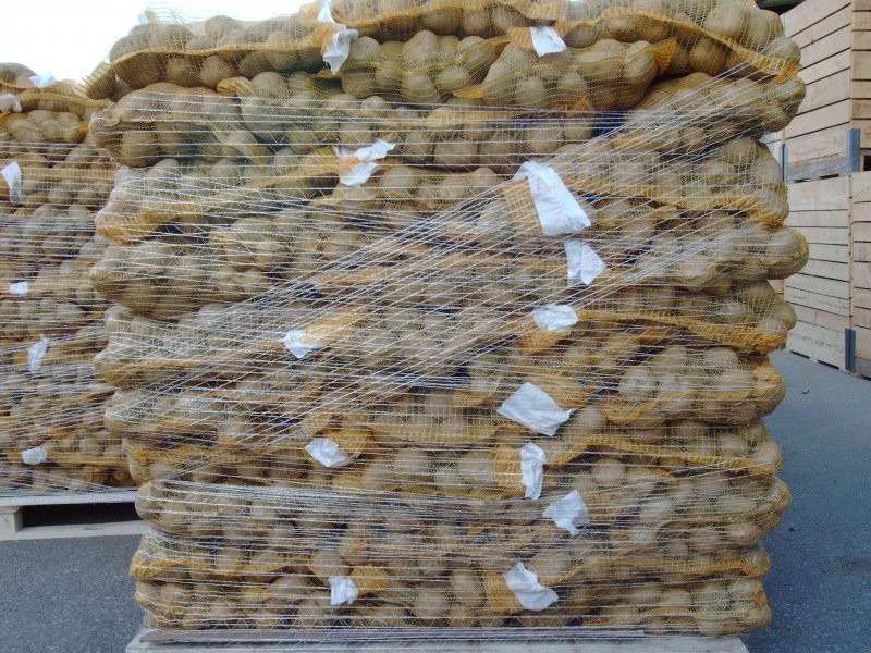 Ziemniaki na export