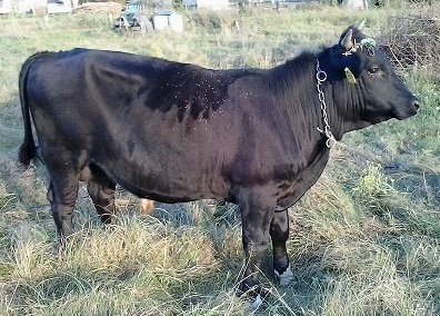 sprzedam byka rasy MM 400kg