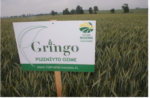 Kwalifikowany materiał siewny zbóż ozimych, nasiona pszenicy