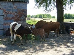 KROWY MAMKI — zdjęcie 2