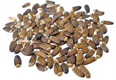 Ostropest, Mariendistel (Silybum marianum), Barley Grass — zdjęcie 1