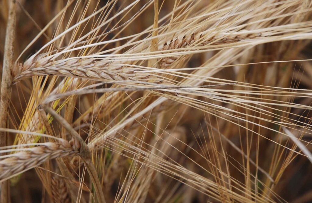 Jęczmień paszowy – ok. 50 ton – Krzemieniewo