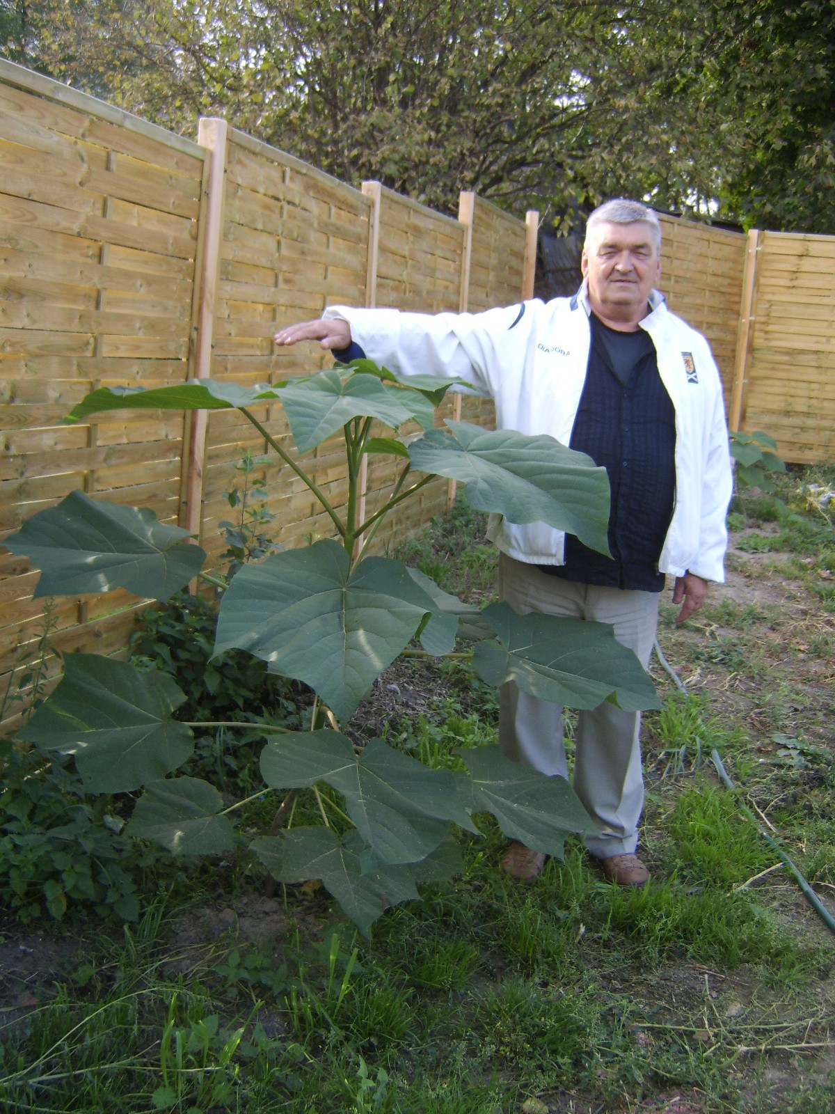OXYTREE -  najlepsza odmiana drzew szybko rosnących — zdjęcie 8