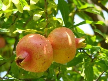 OWOC GRANATU