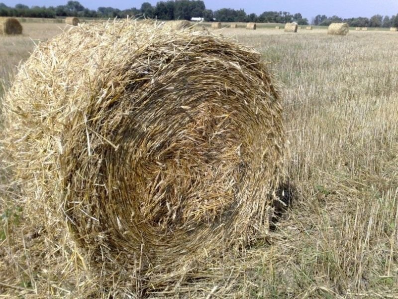 SŁOMA!!!! sprzedam słomę w belach z tegorocznych żniw — zdjęcie 1