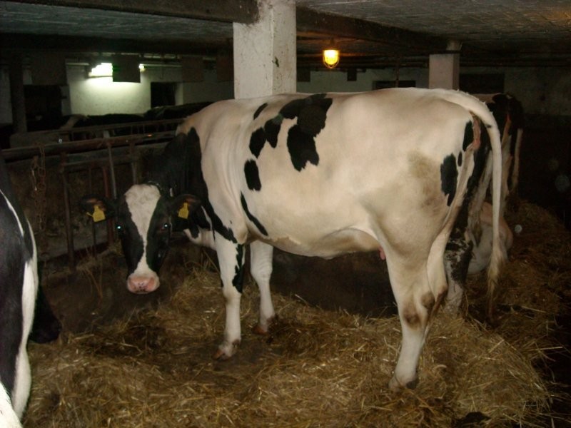 jałówki HF