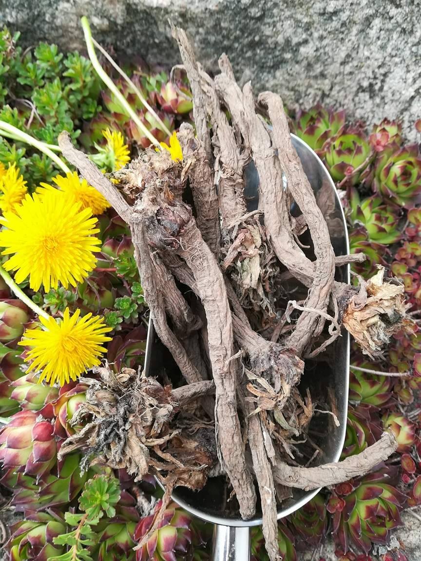 Korzeń mniszka lekarskiego zbiór 2018r.
