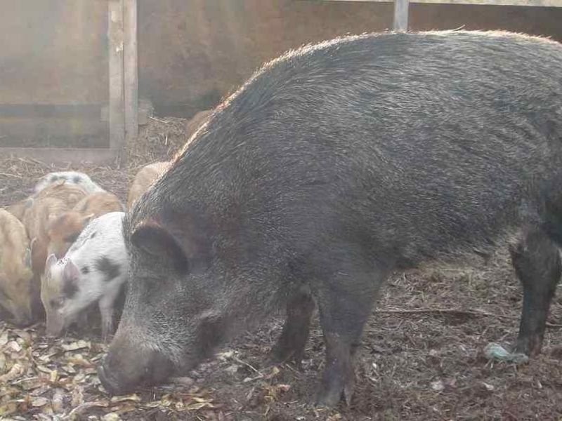 Dziki i świniodziki — zdjęcie 1