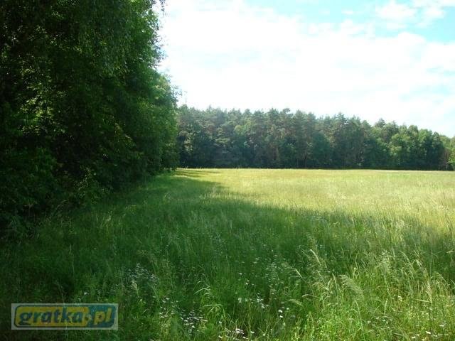 Piękna nieruchomość, gm.Skoki, 2.5ha, — zdjęcie 3