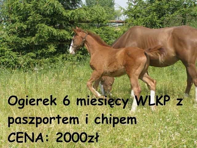 kucyki od 999zl — zdjęcie 4