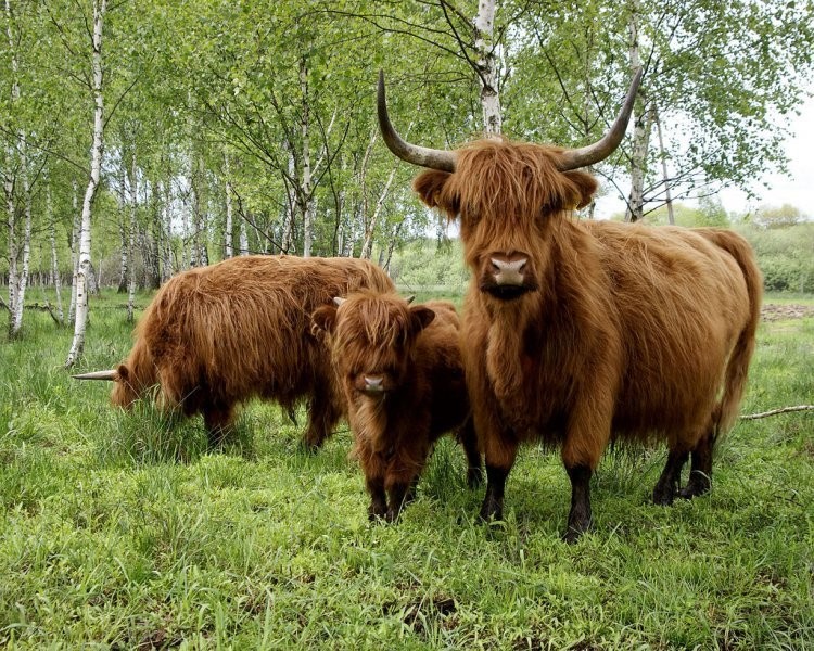 Sprzedam bydło rasy Highland — zdjęcie 3