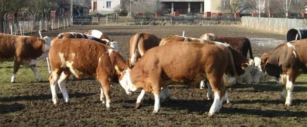 Byki mięsne Simentaler sprzedam — zdjęcie 3