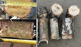 Rębak 10cm rębaki do gałęzi RATY od 206 zł — zdjęcie 5