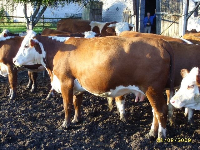 Hereford 100% zacielone ZOBACZ WARTO!!! Mięsne krowy — zdjęcie 4
