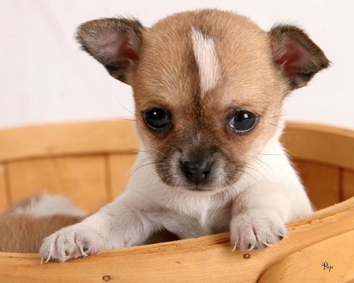 Süß und lieblich chihuahua Welpe für die Annahme.