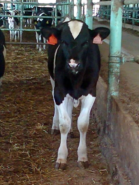 Byki hodowlane, HOLSTEIN