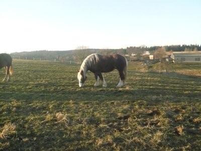 konie zimnokrwiste — zdjęcie 1