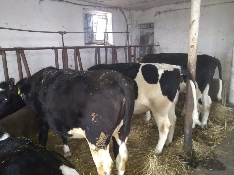 Sprzedam 3 jałówki wysokocielne — zdjęcie 1