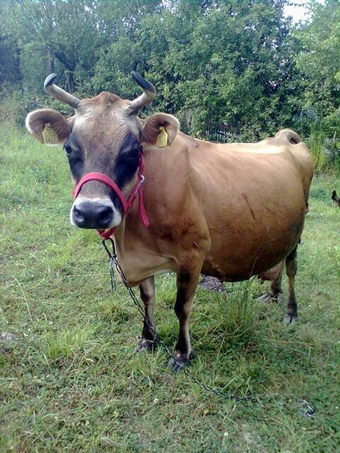 KROWA RASY JERSEY