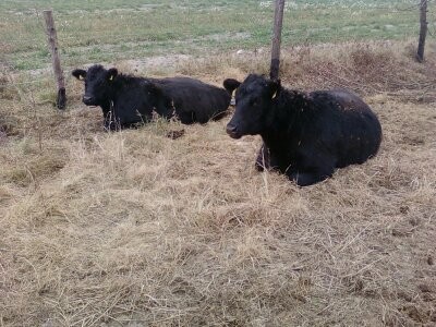 Aberdeen Angus czarny 100% jałówki zacie