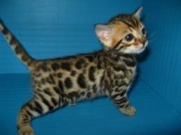 Bengal Katze mit Rosen — zdjęcie 3