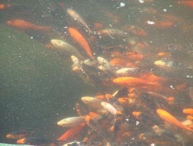Sprzedam narybek Karpia, Amura, Tołpygi, koi, — zdjęcie 4