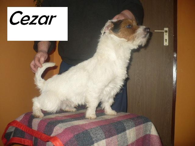 Jack Russell Terrier — zdjęcie 2