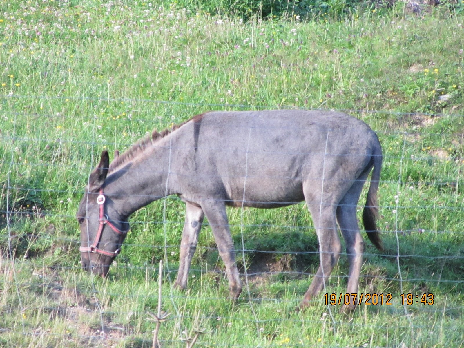 oslica,osioł
