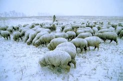  Ukraina.Sprzedam PGR 1000ha w jednym areale,dzialki rolno-lesne