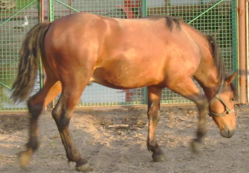 Ogierka — zdjęcie 3