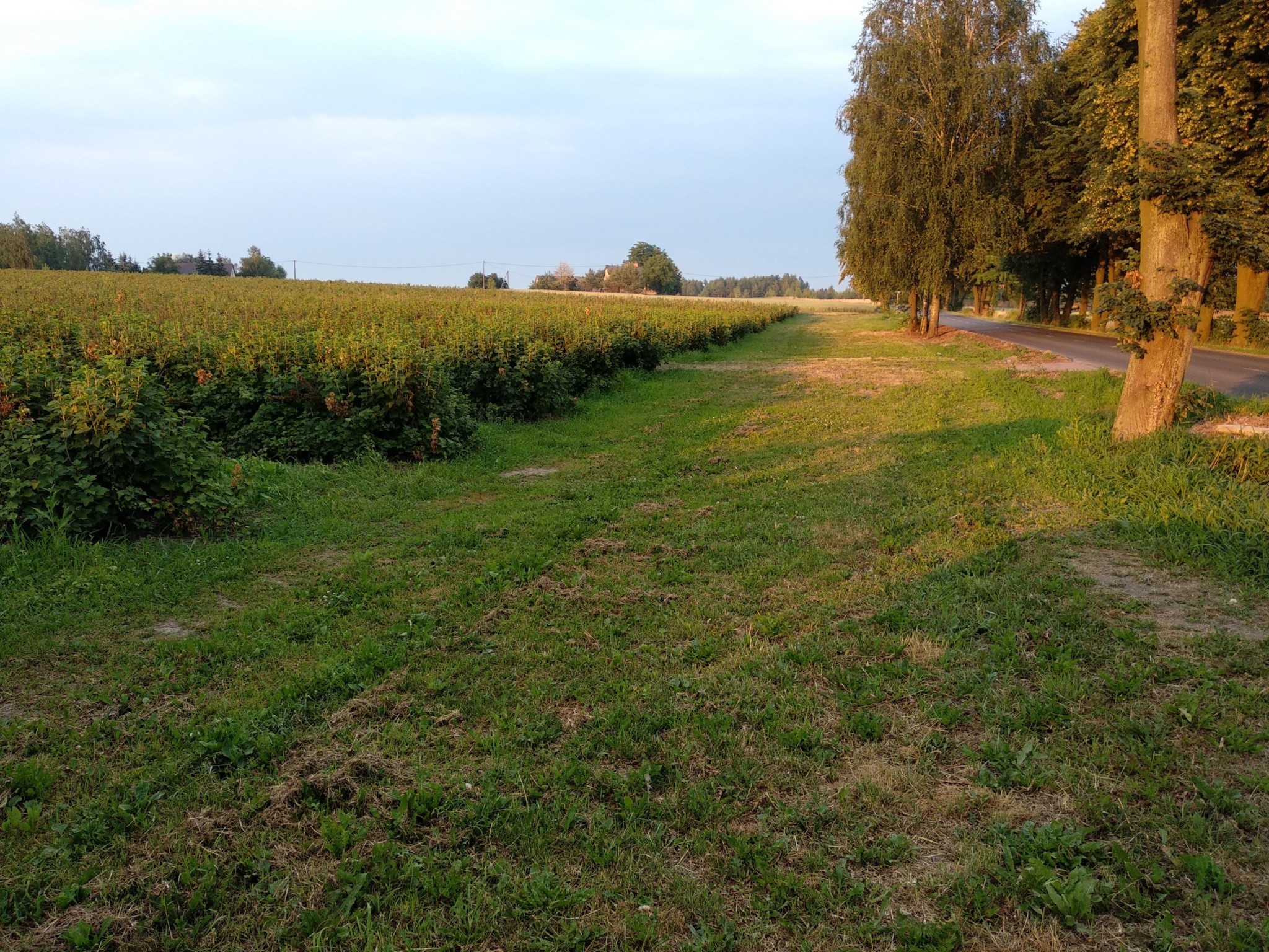 Siedlisko 13 ha z budynkami w gminie Kampinos — zdjęcie 1