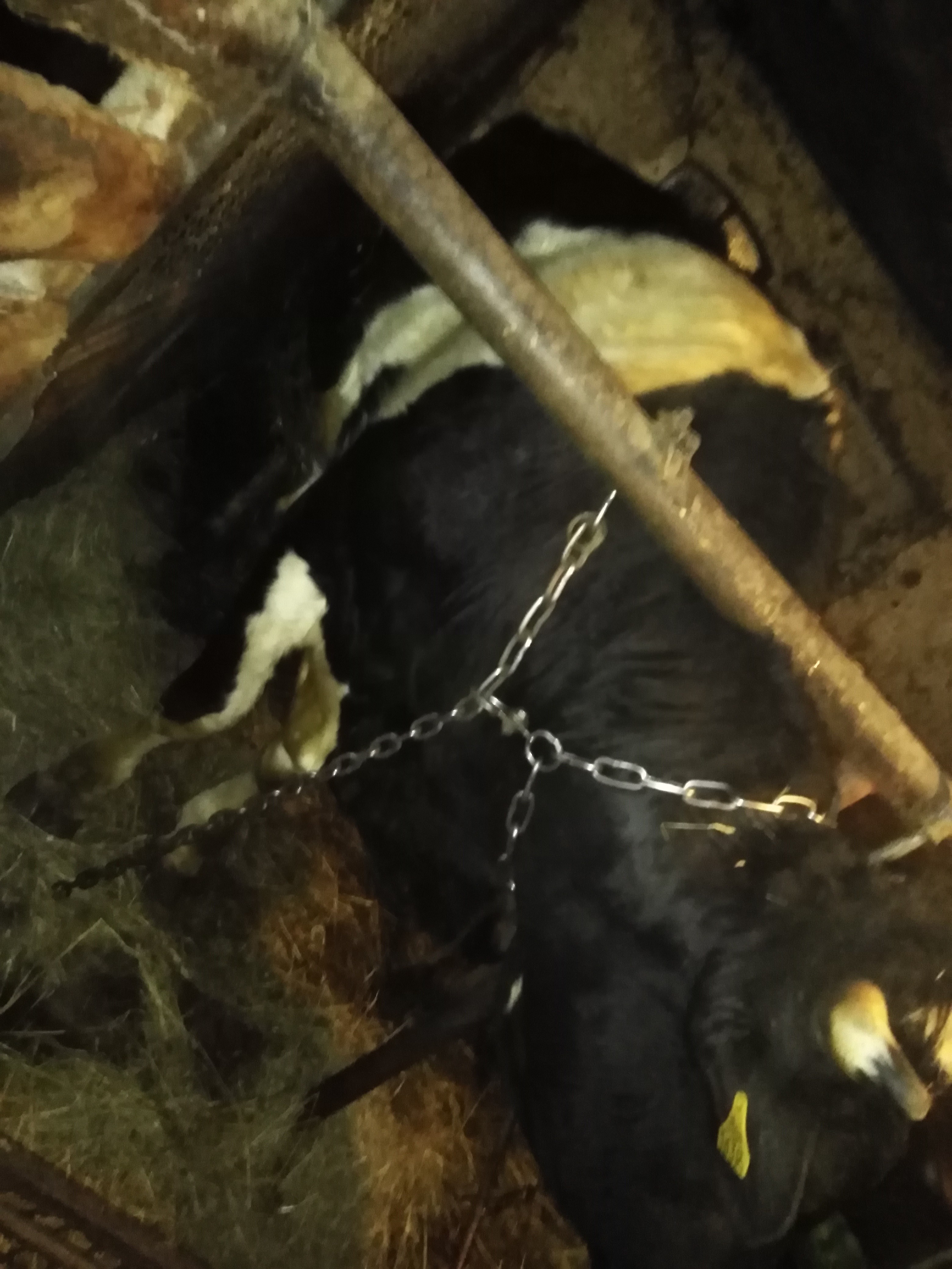 Sprzedam byka 700kg  — zdjęcie 3
